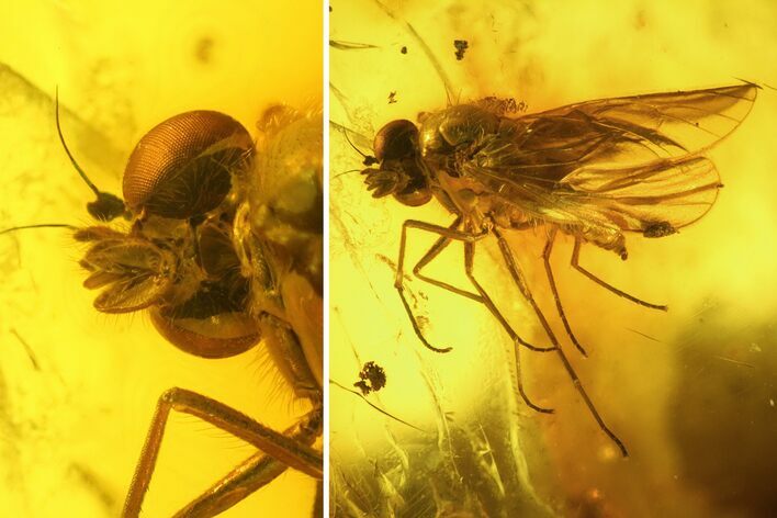 Detailed Fossil Caddisfly and Five Flies in Baltic Amber #142247